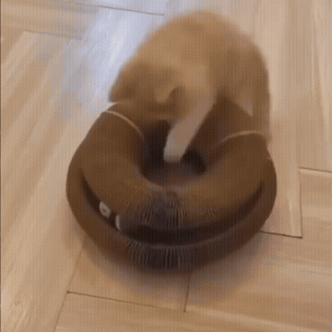 Kitten climbing inside the ClawLoop cardboard ring and batting the bell ball