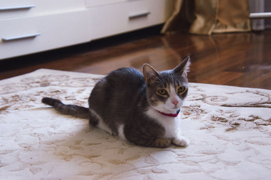 A tabby and white cat crouched on a pale patterned rug next to a hard wooden floor