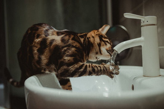 Bengal cat leaning into a bathroom basin to drink from the running tap, one paw in the stream