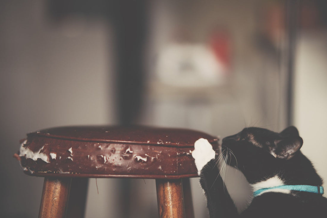 Black and white cat clawing the shredded edge of a wooden stool