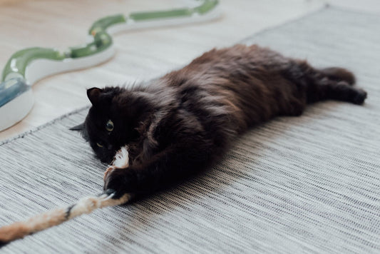 Black cat lying on a rug holding a rope toy down with its paws