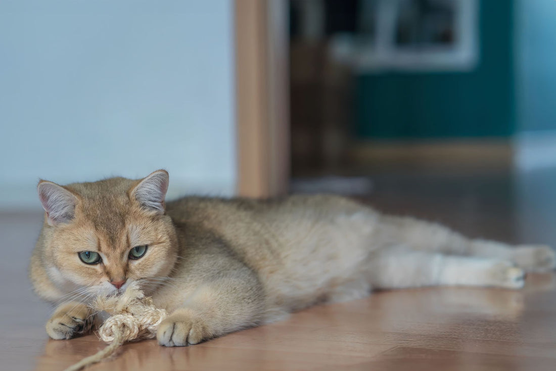 Bored indoor cat lying on the floor chewing a rope toy without playing with it