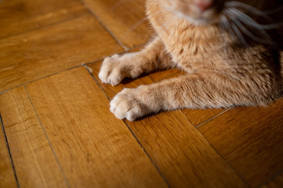 Close-up of a ginger cat front paws resting on a wooden floor