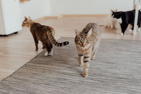 Four cats walking across a woven rug on a pale wooden floor in a bright room