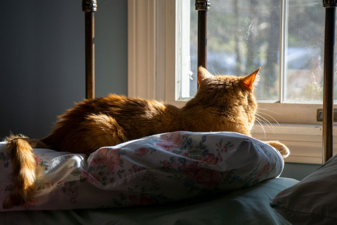 Ginger cat lying on a bed looking out of a window with nothing to do