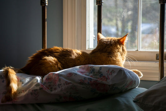 Ginger cat lying on a bed looking out of a window with nothing to do