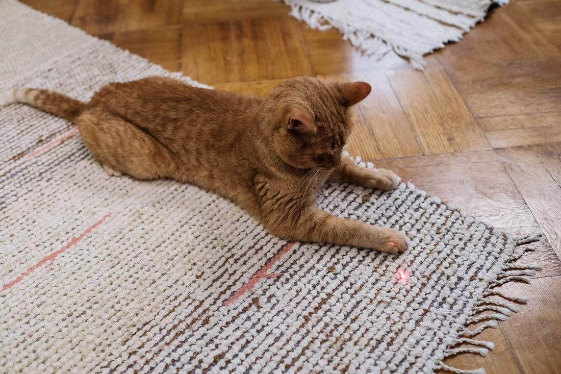 Ginger cat lying on a rug watching a small red laser dot on the floor in front of its paw