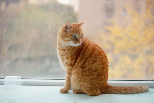 Ginger tabby cat sitting alone on a windowsill watching the street