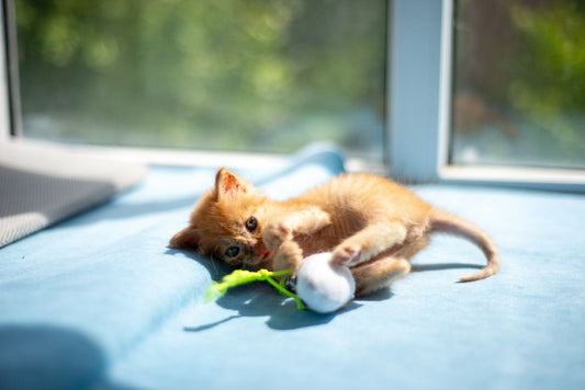 Kitten playing with an interactive cat toy indoors