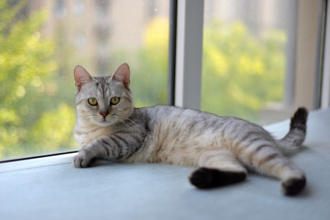 Silver tabby cat lying alert on a windowsill in a quiet room