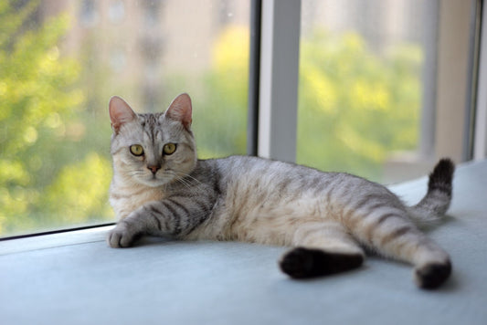 Silver tabby cat lying alert on a windowsill in a quiet room