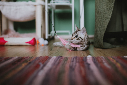 Tabby kitten lying on a wooden floor batting at a pink feather wand toy