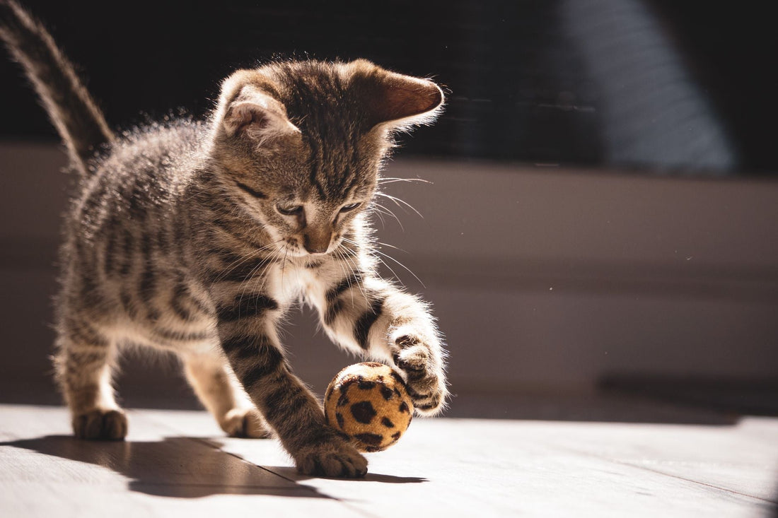 Tabby kitten playing alone with a ball toy at home