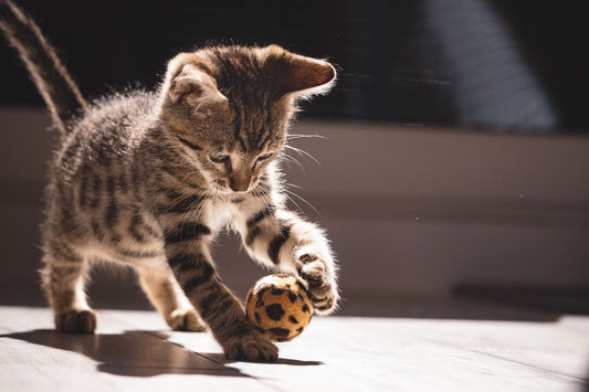 Tabby kitten playing alone with a ball toy at home