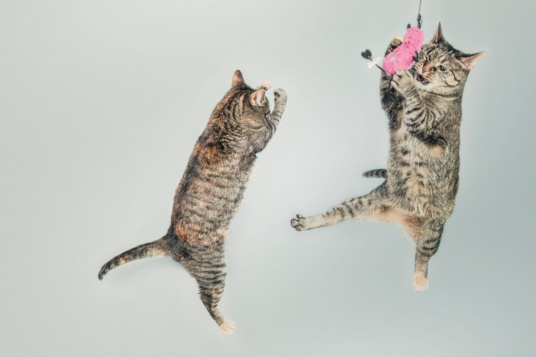 Two tabby cats leaping mid-air after a dangling toy