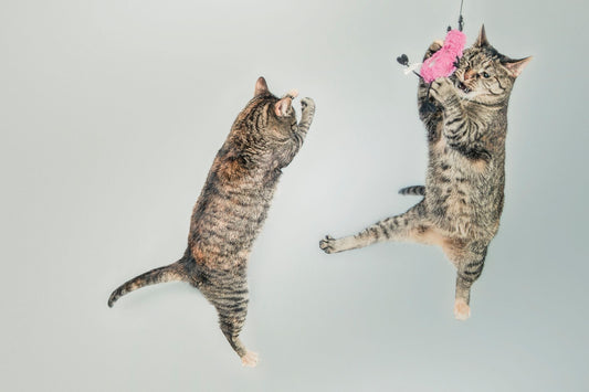 Two tabby cats leaping mid-air after a dangling toy