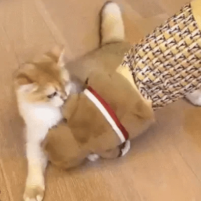 BeavBrawl™: Scratch-Proof Fight Puppet For Cats