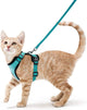 Ginger kitten wearing the teal cat vest harness with the matching leash clipped on