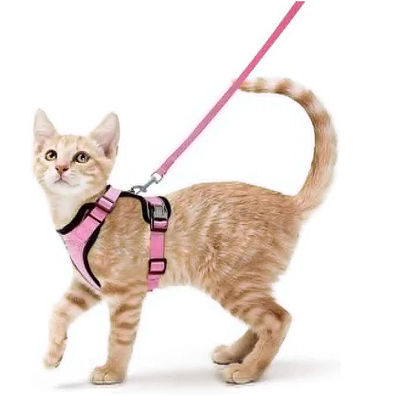 Ginger kitten wearing the pink cat harness and leash