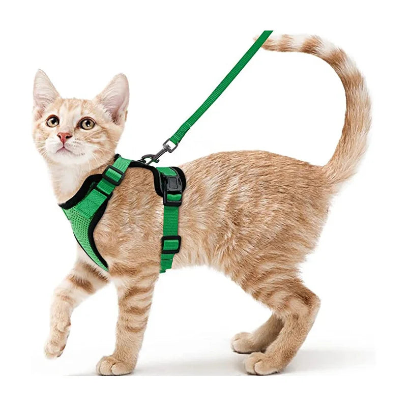Ginger kitten wearing the green cat harness and leash