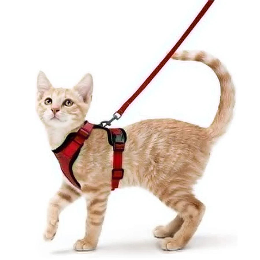 Ginger kitten wearing the red cat harness and leash