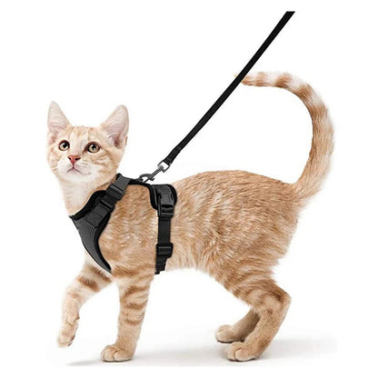 First-Time Cat Harness